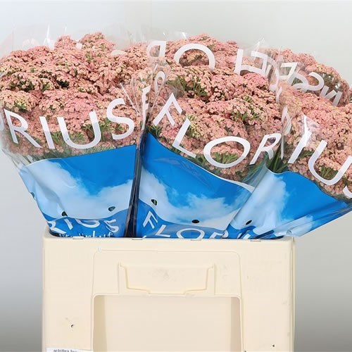 ACHILLEA BRAVE CORAL