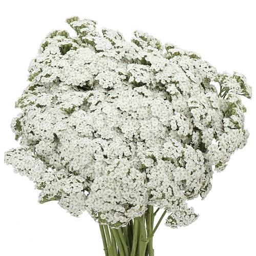 ACHILLEA BRAVE MARBLE
