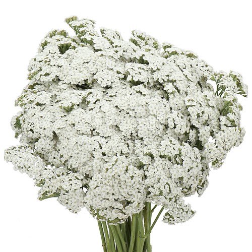 ACHILLEA BRAVE MARBLE