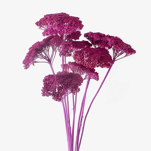 ACHILLEA CERISE - DRIED