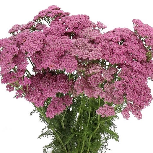 ACHILLEA CINDY