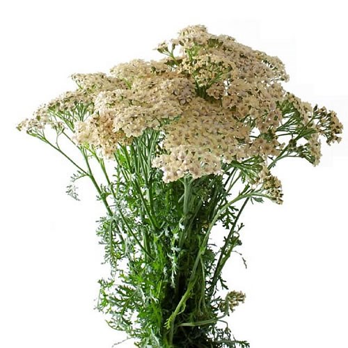 ACHILLEA CLEOPATRA