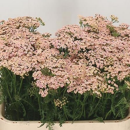 ACHILLEA CLEOPATRA