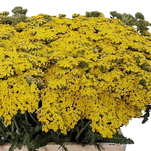 ACHILLEA CREDO