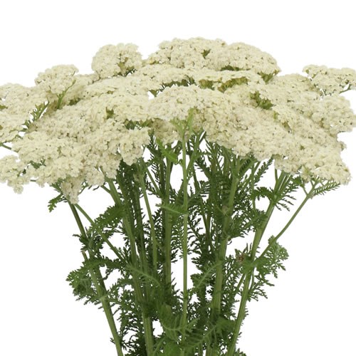 ACHILLEA CREME DREAM