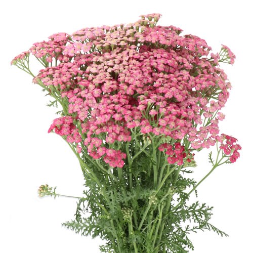 ACHILLEA DAPHNE