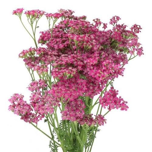 ACHILLEA DEEP PURPLE