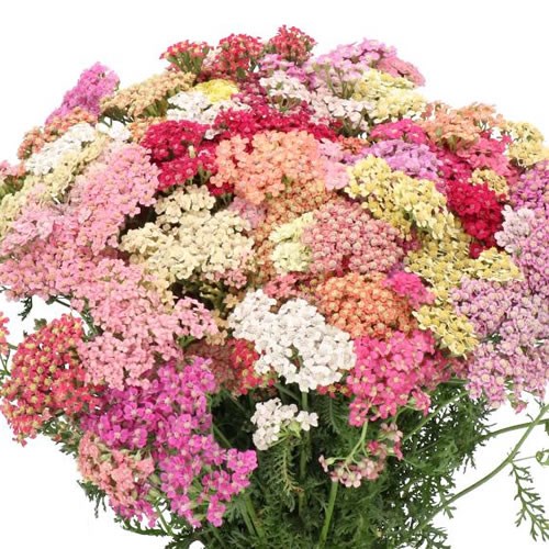 ACHILLEA DREAM MIX