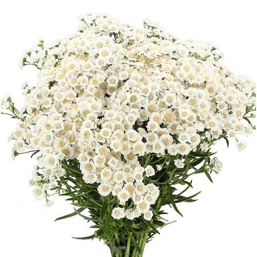 ACHILLEA DUTCH DELIGHT