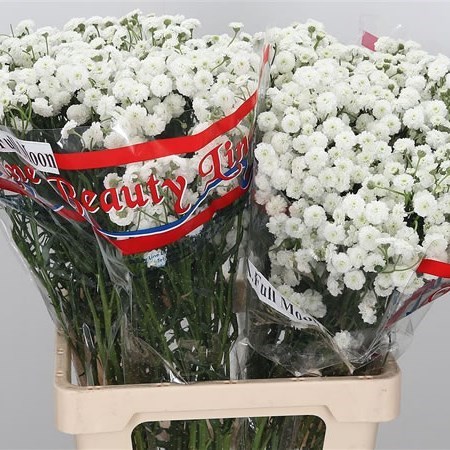 Achillea Full Moon 70cm Wholesale Dutch Flowers Florist Supplies Uk