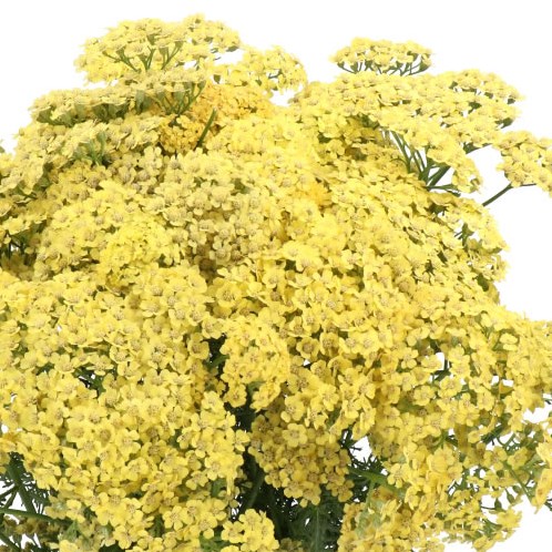 ACHILLEA GOLDFINGER