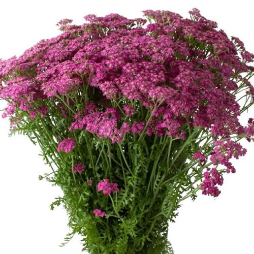 ACHILLEA LIEKIO