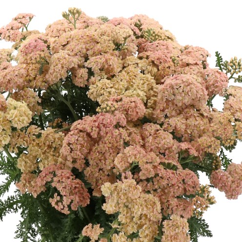 ACHILLEA LIEKIO SALMON