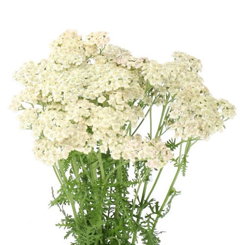 ACHILLEA MARIEKE