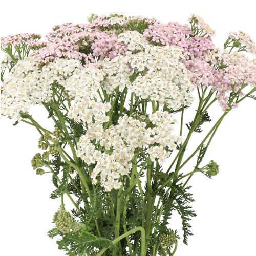 ACHILLEA MASTERCLASS LIGHT PINK