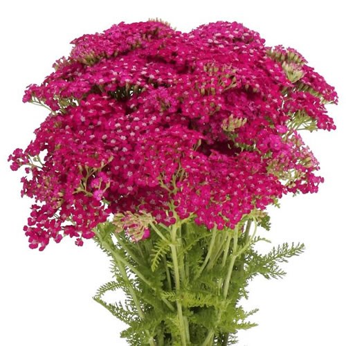 ACHILLEA MASTERCLASS PURPLE