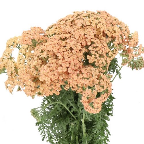 ACHILLEA MOLLY