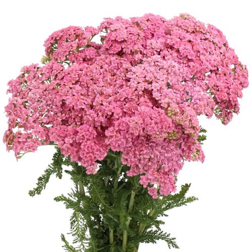ACHILLEA MONEYMAKER