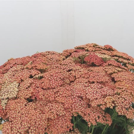 ACHILLEA ORANGE DREAM