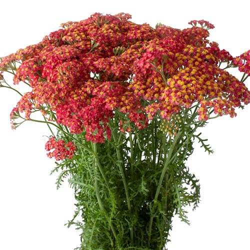 ACHILLEA PAPRIKA