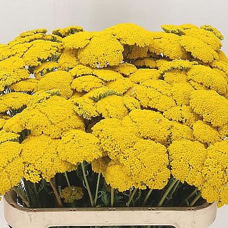 ACHILLEA PARKERS VARIETY