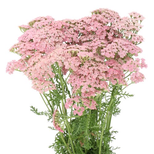 ACHILLEA PINK FLOYD