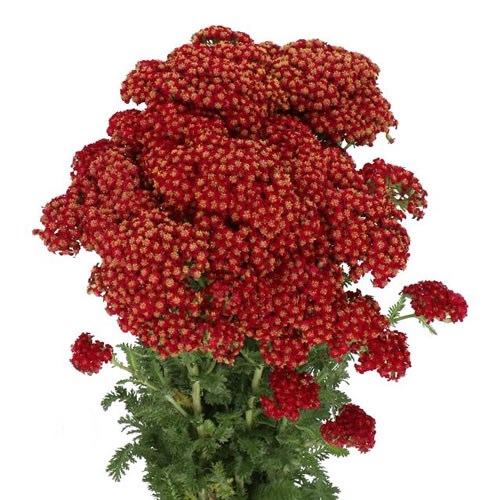 ACHILLEA REDNEK