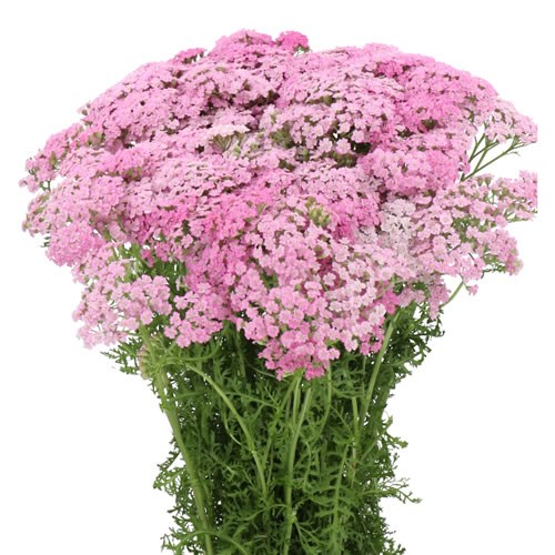 ACHILLEA SARA