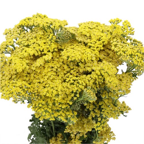 ACHILLEA SASSY SUMMER LEMON