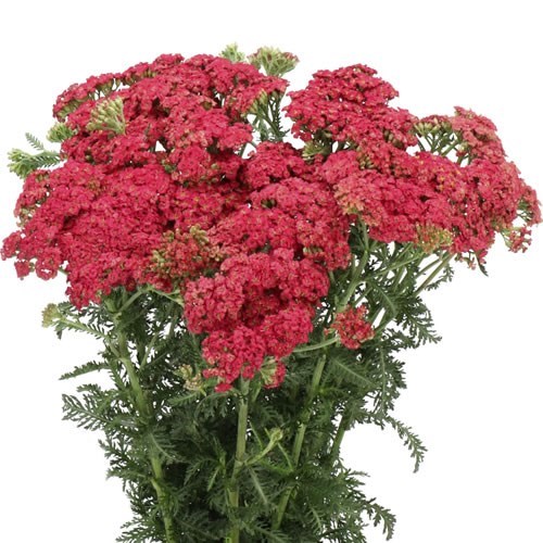 ACHILLEA SUMMERWINE