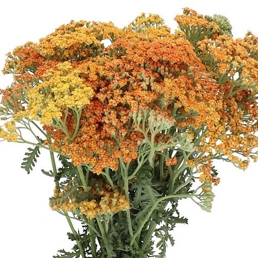 ACHILLEA TERRACOTTA