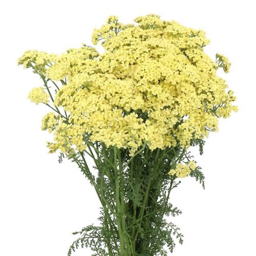 ACHILLEA VANILLA DREAM