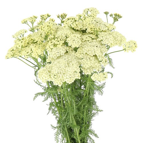 ACHILLEA YUNA