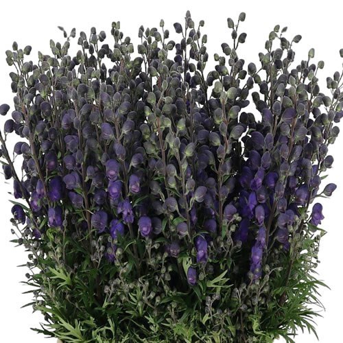 ACONITUM NAPELLUS