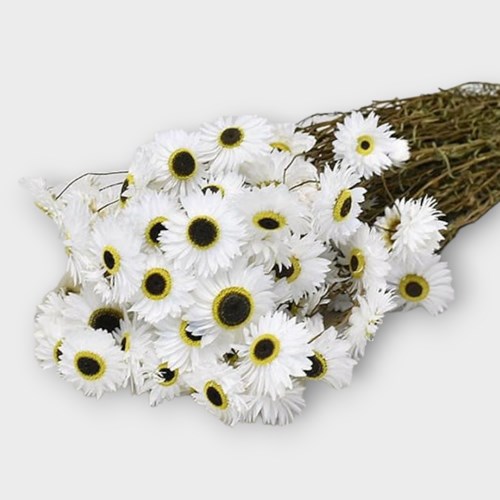 ACROCLINIUM WHITE (DRIED)