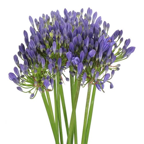 AGAPANTHUS ARCTIC OCEAN