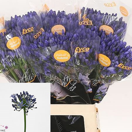 AGAPANTHUS ATLANTIC OCEAN