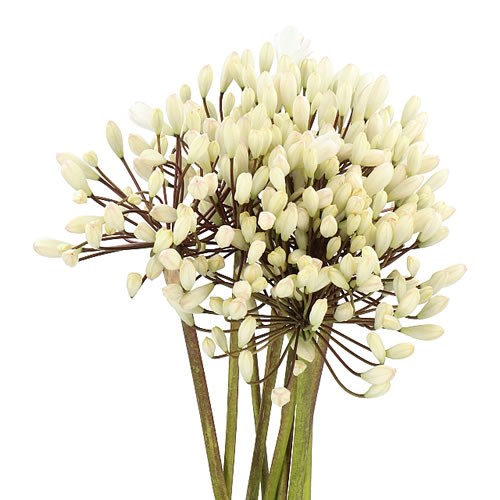 AGAPANTHUS BARCELONA