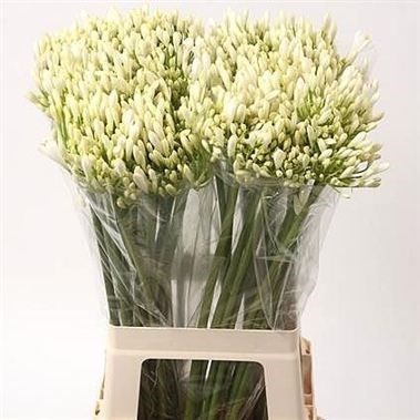 AGAPANTHUS BIANCA PERLA