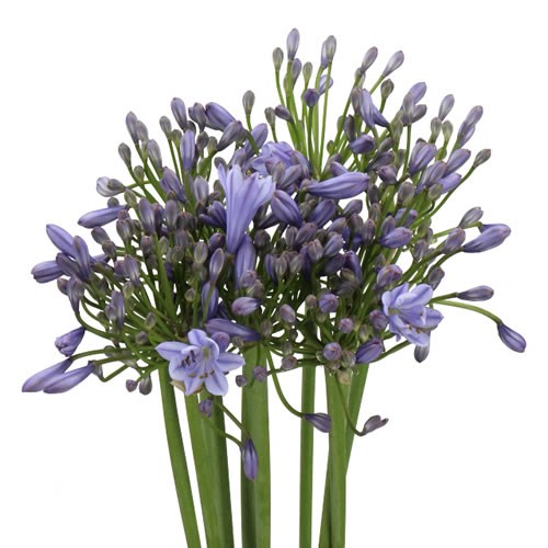 AGAPANTHUS DONAU