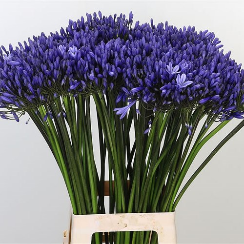 AGAPANTHUS DR BROUWER