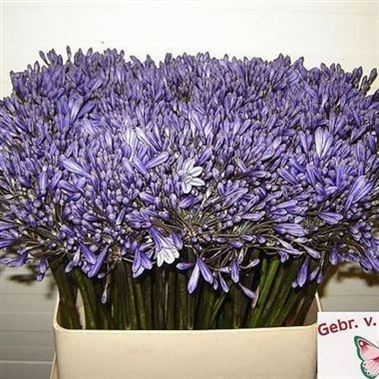 AGAPANTHUS DR BROUWER
