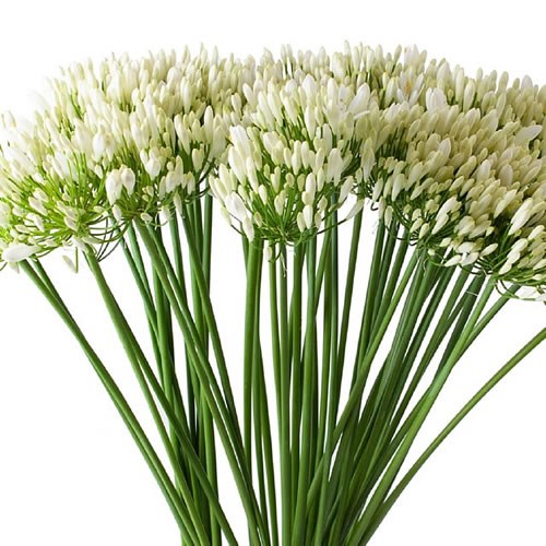 AGAPANTHUS EYFORI WHITE