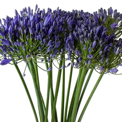 AGAPANTHUS EYFORI BLUE