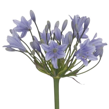 AGAPANTHUS EYFORI LIGHT BLUE