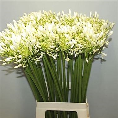 AGAPANTHUS POLAR ICE