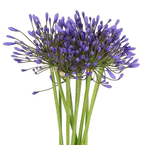 AGAPANTHUS QUEEN OF THE OCEAN