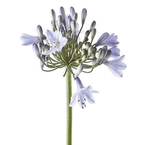 AGAPANTHUS SILBER PFEILL