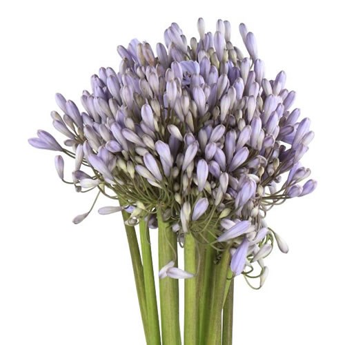 AGAPANTHUS SILBERPFEIL