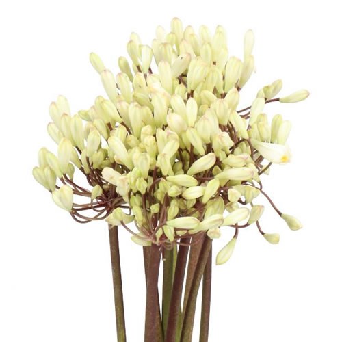 AGAPANTHUS SPALDING